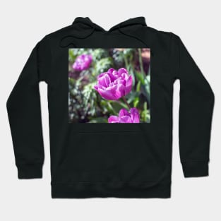 Purple peony flowered tulip Hoodie